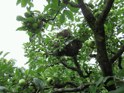 Schwarm im Apfelbaum